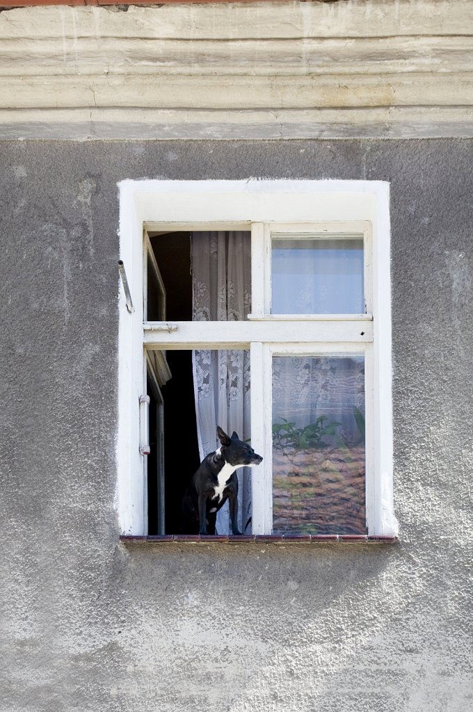 SCHWEIDNITZ-SWIDNICA-Hund-SW.jpg